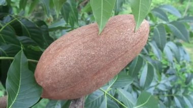 Swietenia mahagoni (mahoni, mauni) çiçeğini yakın plan. Maun, Swietenia cinsinin üç tropikal ahşap türünden oluşan düz taneli, kırmızımsı kahverengi bir kerestedir..