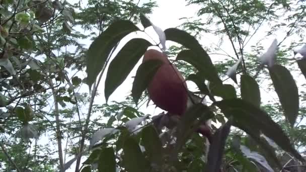 以自然背景为背景的近缘花 Mahoni Mauni 桃花心木是一种直纹红褐色的木材 由三个热带硬木种组成 — 图库视频影像