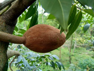 Swietenia mahagoni (mahoni, mauni) çiçeğini yakın plan. Maun, Swietenia cinsinin üç tropikal ahşap türünden oluşan düz taneli, kırmızımsı kahverengi bir kerestedir..