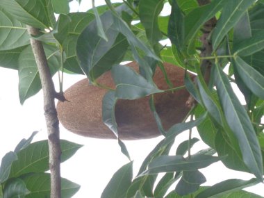 Swietenia mahagoni (mahoni, mauni) çiçeğini yakın plan. Maun, Swietenia cinsinin üç tropikal ahşap türünden oluşan düz taneli, kırmızımsı kahverengi bir kerestedir..