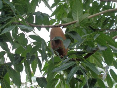 Swietenia mahagoni (mahoni, mauni) çiçeğini yakın plan. Maun, Swietenia cinsinin üç tropikal ahşap türünden oluşan düz taneli, kırmızımsı kahverengi bir kerestedir..