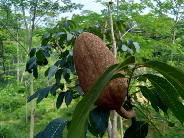 Cerrar Swietenia Mahagoni Mahoni Mauni Flor Con Fondo Natural Caoba —  Fotos de Stock