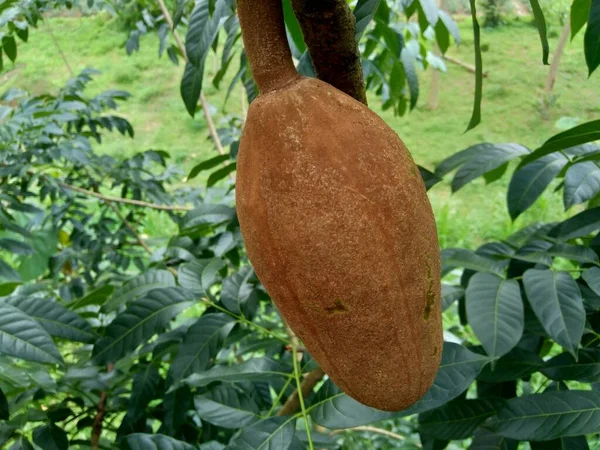 Cerrar Swietenia Mahagoni Mahoni Mauni Flor Con Fondo Natural Caoba —  Fotos de Stock