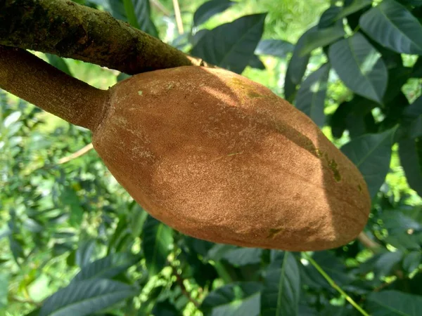 Swietenia Mahagoni Mahoni Mauni Çiçeğini Yakın Plan Maun Swietenia Cinsinin — Stok fotoğraf