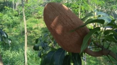 Swietenia mahagoni (mahoni, mauni) çiçeğini yakın plan. Maun, Swietenia cinsinin üç tropikal ahşap türünden oluşan düz taneli, kırmızımsı kahverengi bir kerestedir..