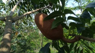 Swietenia mahagoni (mahoni, mauni) çiçeğini yakın plan. Maun, Swietenia cinsinin üç tropikal ahşap türünden oluşan düz taneli, kırmızımsı kahverengi bir kerestedir..