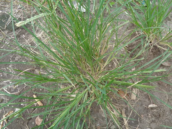 Nahaufnahme Des Grünen Eleusine Indica Indisches Stachelgras Gartengras Stachelgras Drahtgras — Stockfoto