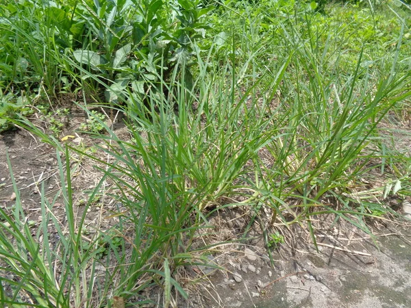 Nahaufnahme Des Grünen Eleusine Indica Indisches Stachelgras Gartengras Stachelgras Drahtgras — Stockfoto