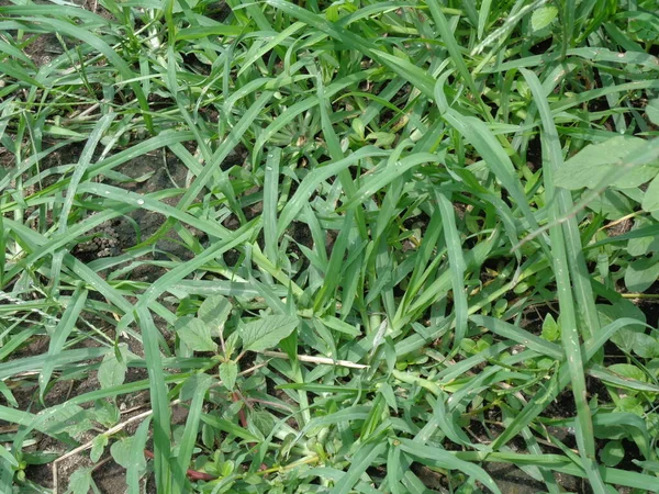 緑のエレウジンの指標 インドのグース草 グース草 ワイヤーグラス カラスの足草 Lulangan を閉じます この植物は科の草の一種です 毎年小さな草です — ストック写真