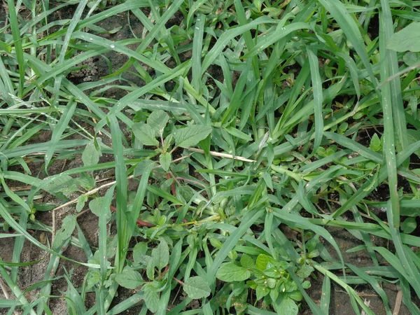 Primer Plano Verde Eleusine Indica Ganso Indio Hierba Patio Ganso — Foto de Stock