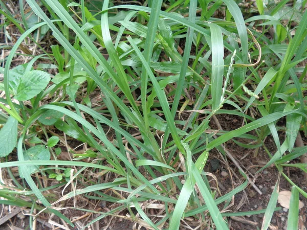 Nahaufnahme Des Grünen Eleusine Indica Indisches Stachelgras Gartengras Stachelgras Drahtgras — Stockfoto