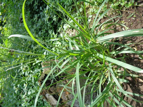 Nahaufnahme Des Grünen Eleusine Indica Indisches Stachelgras Gartengras Stachelgras Drahtgras — Stockfoto