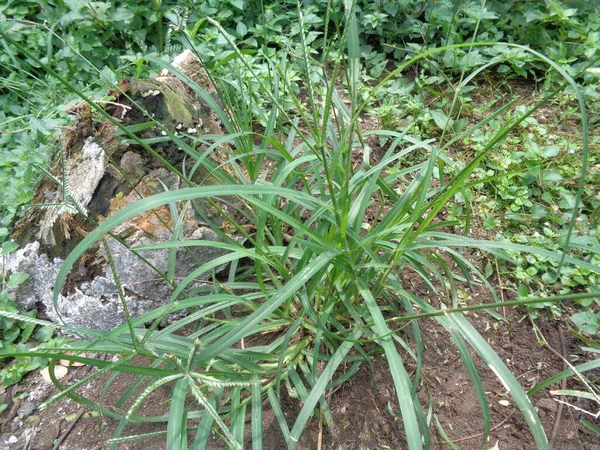 Close Groen Eleusine Indica Indiaas Ganzengras Tuingras Kruisgras Wiregrass Kraaienvoetgras — Stockfoto