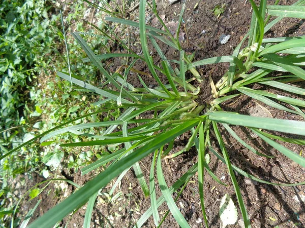 Close Green Eleusine Indica Indyjska Gęś Trawa Podwórkowa Gęś Trawa — Zdjęcie stockowe