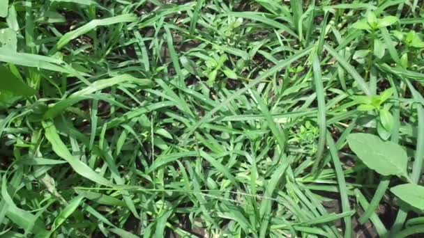 Κοντινό Πράσινο Eleusine Indica Ινδική Goosegrass Αυλή Χόρτο Goosegrass Wiregrass — Αρχείο Βίντεο