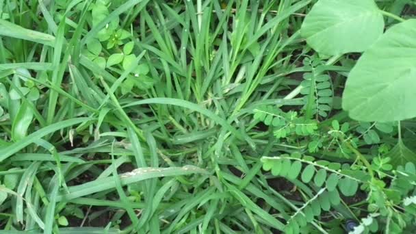 緑のエレウジンの指標 インドのグース草 グース草 ワイヤーグラス カラスの足草 Lulangan を閉じます この植物は科の草の一種です 毎年小さな草です — ストック動画