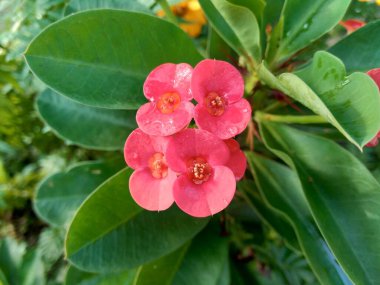 Doğal arkaplana sahip Euphorbia milii (dikenli taç, İsa bitkisi, İsa dikeni, Corona de Cristo, Coroa de cristo) 'yu kapatın. Spurge familyasındaki Euphorbiacia familyasından bir bitki türü..