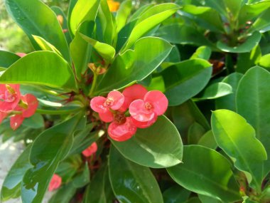 Doğal arkaplana sahip Euphorbia milii (dikenli taç, İsa bitkisi, İsa dikeni, Corona de Cristo, Coroa de cristo) 'yu kapatın. Spurge familyasındaki Euphorbiacia familyasından bir bitki türü..