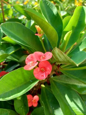 Doğal arkaplana sahip Euphorbia milii (dikenli taç, İsa bitkisi, İsa dikeni, Corona de Cristo, Coroa de cristo) 'yu kapatın. Spurge familyasındaki Euphorbiacia familyasından bir bitki türü..