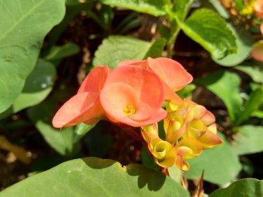 Doğal arkaplana sahip Euphorbia milii (dikenli taç, İsa bitkisi, İsa dikeni, Corona de Cristo, Coroa de cristo) 'yu kapatın. Spurge familyasındaki Euphorbiacia familyasından bir bitki türü..