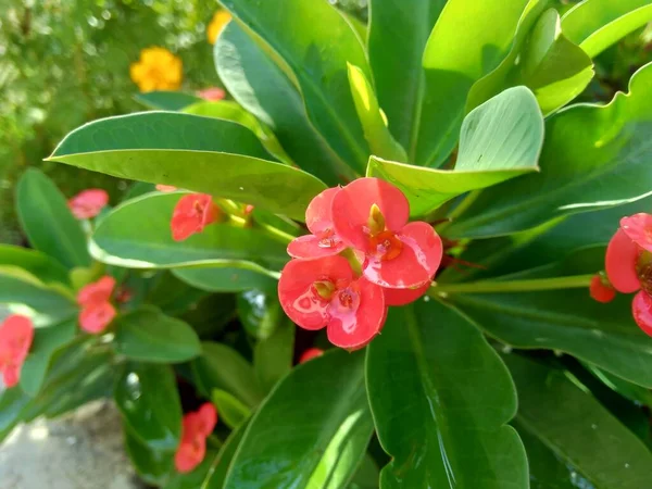 Close up Euphorbia milii (crown of thorns, Christ plant, Christ thorn, Corona de Cristo, coroa de cristo) with natural background. it is a species of flowering plant in the spurge family Euphorbiacia.