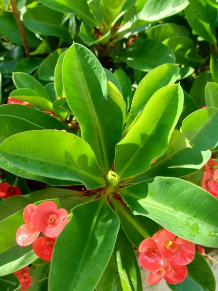 Close Euphorbia Milii Corona Spine Pianta Cristo Spina Cristo Corona — Foto Stock