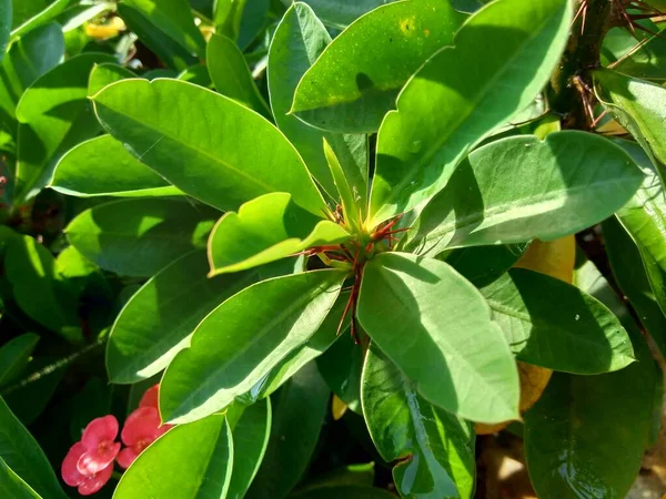 Primer Plano Euphorbia Milii Corona Espinas Cristo Planta Cristo Espina —  Fotos de Stock