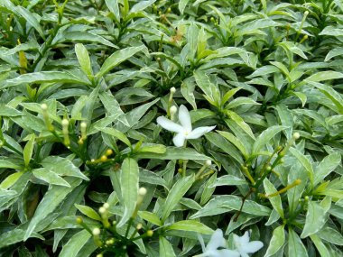 Yeşil Gardenya yaseminoidlerini (gardenya, Cape Jasmine, Cape Jassamine, Danh, Jasmin) doğal arka planda kapatın. Bu bitki geleneksel Çin tıbbında ateşi kurutmak için kullanılır..