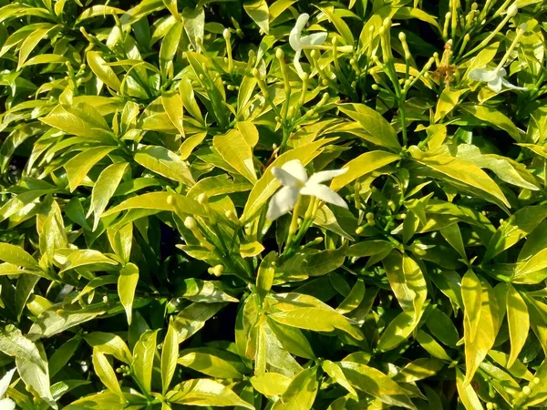 Närbild Grön Gardenia Jasminoides Gardenia Cape Jasmine Cape Jessamine Danh — Stockfoto