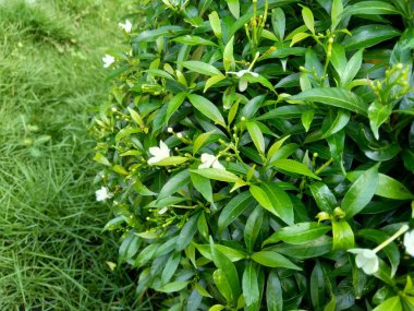 Yeşil Gardenya yaseminoidlerini (gardenya, Cape Jasmine, Cape Jassamine, Danh, Jasmin) doğal arka planda kapatın. Bu bitki geleneksel Çin tıbbında ateşi kurutmak için kullanılır..