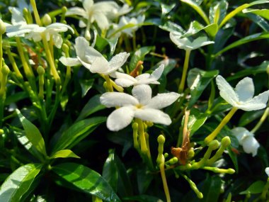 Yeşil Gardenya yaseminoidlerini (gardenya, Cape Jasmine, Cape Jassamine, Danh, Jasmin) doğal arka planda kapatın. Bu bitki geleneksel Çin tıbbında ateşi kurutmak için kullanılır..