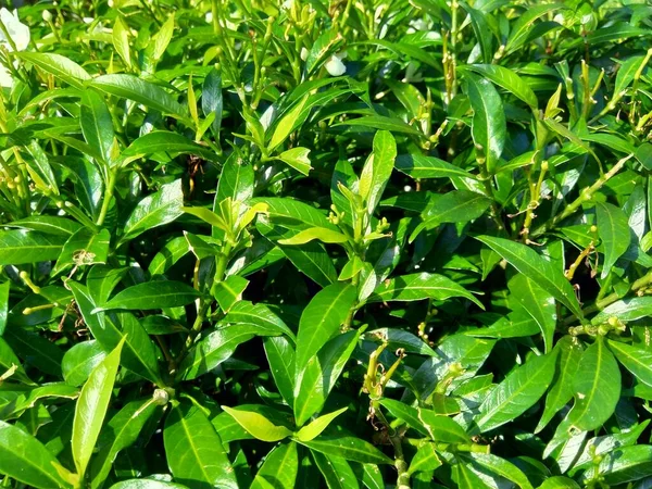 Närbild Grön Gardenia Jasminoides Gardenia Cape Jasmine Cape Jessamine Danh — Stockfoto