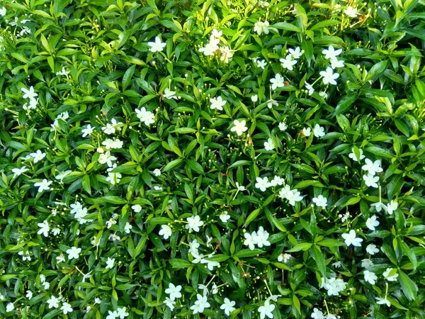 Close up green Gardenia jasminoides (gardenia, cape jasmine, cape jessamine, danh danh, jasmin) with natural background. This plant is used within traditional Chinese medicine to drain fire.