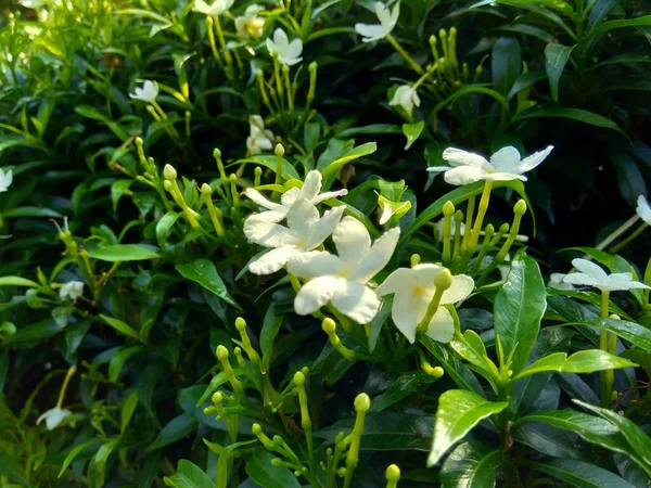 Κοντινό Πλάνο Πράσινο Gardenia Jasminoides Γαρδένια Ακρωτήριο Γιασεμί Ακρωτήριο Jessamine — Φωτογραφία Αρχείου