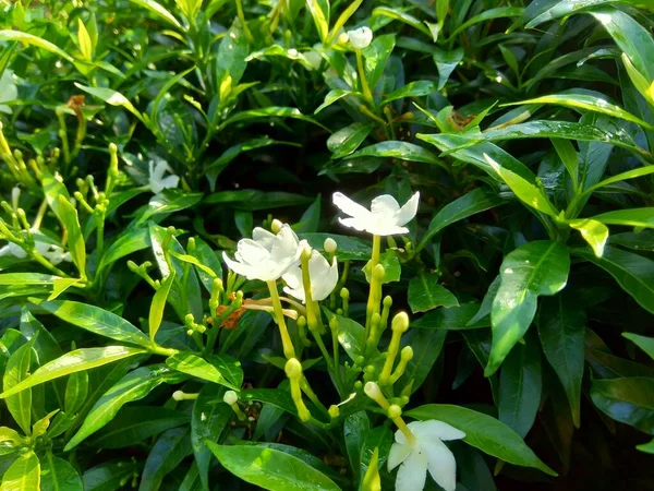 Fermer Vert Gardenia Jasminoides Gardénia Cap Jasmin Cap Jessamine Danh — Photo