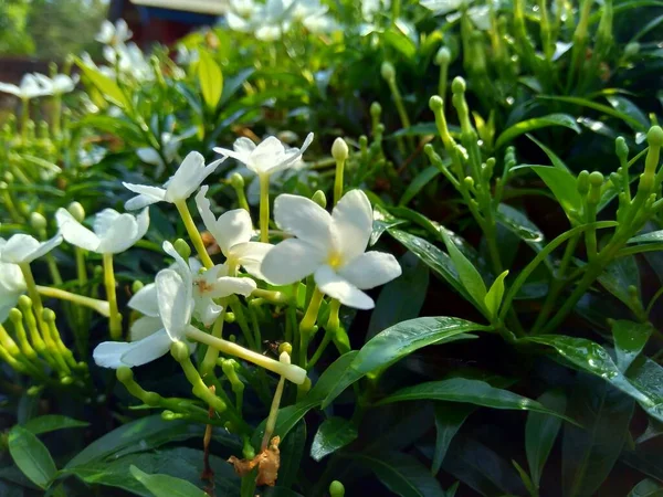 Close Green Gardenia Jasminoides Gardenia Cape Jasmine Cape Jessamine Danh — Stock Photo, Image