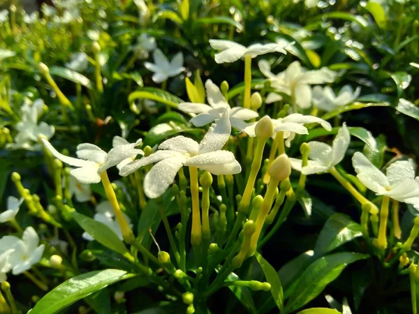 Primo Piano Verde Gardenia Jasminoides Gardenia Gelsomino Mantello Cape Jessamine — Foto Stock