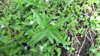 Eclipta alba (Urang-aring, sahte papatya, sahte papatya, yerba de tago, Karisalankanni, bhringraj) doğal arka plan. Bu bitki, ayçiçeği familyasından bir bitki türü..