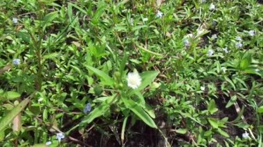 Eclipta alba (Urang-aring, sahte papatya, sahte papatya, yerba de tago, Karisalankanni, bhringraj) doğal arka plan. Bu bitki, ayçiçeği familyasından bir bitki türü..