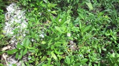 Eclipta alba (Urang-aring, sahte papatya, sahte papatya, yerba de tago, Karisalankanni, bhringraj) doğal arka plan. Bu bitki, ayçiçeği familyasından bir bitki türü..