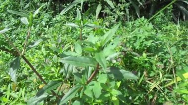 Eclipta alba (Urang-aring, sahte papatya, sahte papatya, yerba de tago, Karisalankanni, bhringraj) doğal arka plan. Bu bitki, ayçiçeği familyasından bir bitki türü..