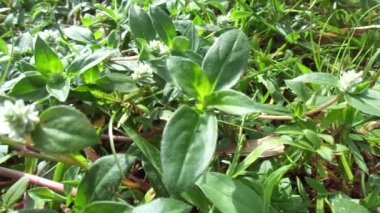 Eclipta alba (Urang-aring, sahte papatya, sahte papatya, yerba de tago, Karisalankanni, bhringraj) doğal arka plan. Bu bitki, ayçiçeği familyasından bir bitki türü..