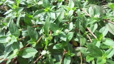 Eclipta alba (Urang-aring, sahte papatya, sahte papatya, yerba de tago, Karisalankanni, bhringraj) doğal arka plan. Bu bitki, ayçiçeği familyasından bir bitki türü..