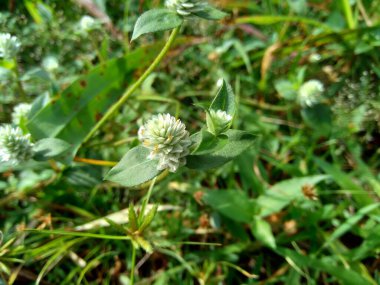 Eclipta alba (Urang-aring, sahte papatya, sahte papatya, yerba de tago, Karisalankanni, bhringraj) doğal arka plan. Bu bitki, ayçiçeği familyasından bir bitki türü..