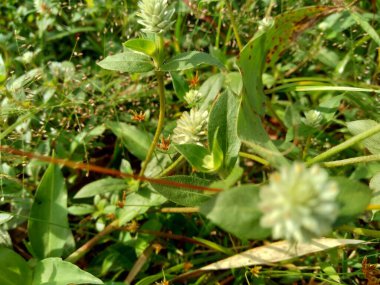Eclipta alba (Urang-aring, sahte papatya, sahte papatya, yerba de tago, Karisalankanni, bhringraj) doğal arka plan. Bu bitki, ayçiçeği familyasından bir bitki türü..