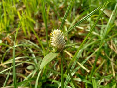 Eclipta alba (Urang-aring, sahte papatya, sahte papatya, yerba de tago, Karisalankanni, bhringraj) doğal arka plan. Bu bitki, ayçiçeği familyasından bir bitki türü..