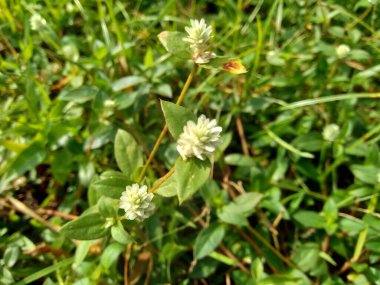 Eclipta alba (Urang-aring, sahte papatya, sahte papatya, yerba de tago, Karisalankanni, bhringraj) doğal arka plan. Bu bitki, ayçiçeği familyasından bir bitki türü..