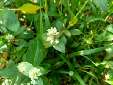 Eclipta alba (Urang-aring, sahte papatya, sahte papatya, yerba de tago, Karisalankanni, bhringraj) doğal arka plan. Bu bitki, ayçiçeği familyasından bir bitki türü..