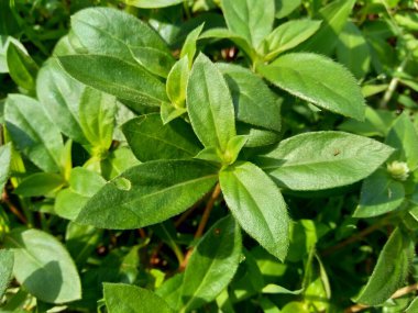 Eclipta alba (Urang-aring, sahte papatya, sahte papatya, yerba de tago, Karisalankanni, bhringraj) doğal arka plan. Bu bitki, ayçiçeği familyasından bir bitki türü..