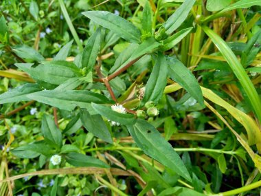 Eclipta alba (Urang-aring, sahte papatya, sahte papatya, yerba de tago, Karisalankanni, bhringraj) doğal arka plan. Bu bitki, ayçiçeği familyasından bir bitki türü..
